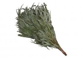 Saunová metlička Premium, eukalyptus